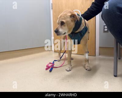 Mann streichelt krank labrador Retriever im Tierklinikum. Stockfoto