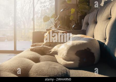 Beagle schläft gemütlich auf der Couch im goldenen Licht. Stockfoto