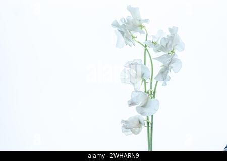 Hochklassiges Bild der weißen Erbsenblüte. Stockfoto