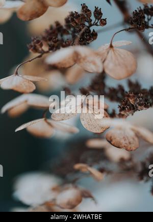 Nahaufnahme getrockneter brauner Blütenblätter an Hortensie-Blüten im Winter. Stockfoto