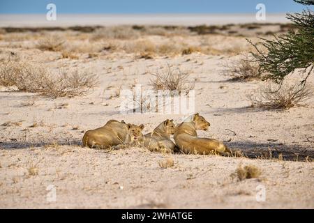 Stolz auf Löwin und Löwenjungen (Panthera Leo) im Schatten eines Baumes, Etosha Nationalpark, Namibia, Afrika Stockfoto