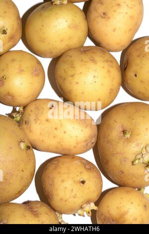 Ein sprießendes neues Kartoffelgemüse auf weißem Hintergrund Stockfoto