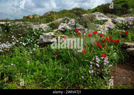 Eine Gruppe blühender Persischer Veilchen (Cyclamen persicum). Und wilde Tulpen (Tulipa agenensis), fotografiert in den Küstenebenen des Mittelmeers, Israe Stockfoto