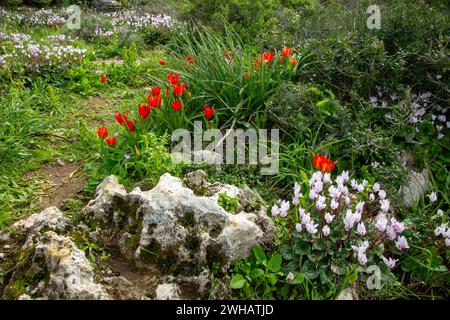 Eine Gruppe blühender Persischer Veilchen (Cyclamen persicum). Und wilde Tulpen (Tulipa agenensis), fotografiert in den Küstenebenen des Mittelmeers, Israe Stockfoto