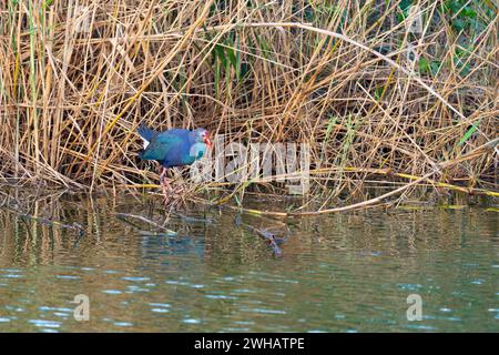 Der grauköpfige Sumpfer (Porphyrio poliocephalus) am Wasserrand mit Rohr- und Grashintergrund Stockfoto