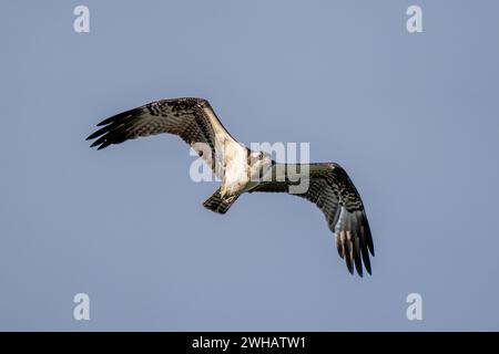 Der Fischadler oder genauer gesagt der westliche Fischadler (Pandion haliaetus) im Flug mit blauem Himmel Hintergrund, auch Seefalke, Flussfalke und Fische genannt Stockfoto