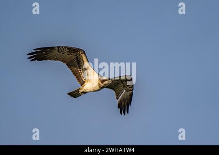 Der Fischadler oder genauer gesagt der westliche Fischadler (Pandion haliaetus) im Flug mit blauem Himmel Hintergrund, auch Seefalke, Flussfalke und Fische genannt Stockfoto