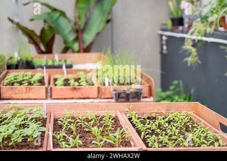 Frühling im Gewächshaus. Töpfe, Regale und Tische in einem Gewächshaus. Verschiedene Arten von Töpfen und Setzlingen. Pflege von Setzlingen im Gewächshaus. Stockfoto