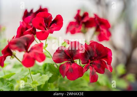 Blumenhintergrund. Nahaufnahme der Blumen von „Crimson Unique“ in einem Gewächshaus. Pelargonium Nahaufnahme. Gartenkonzept. Stockfoto