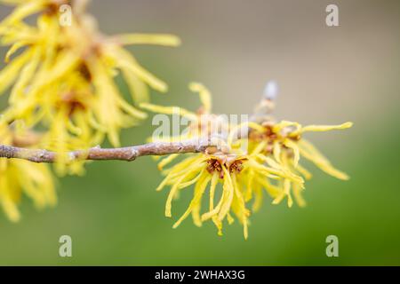 Hamamelis mollis, auch bekannt als chinesische Hexenhamelis. Blumen der chinesischen Hexe Hazel Hamamelis mollis. Frühblühende Hamamelis. Stockfoto