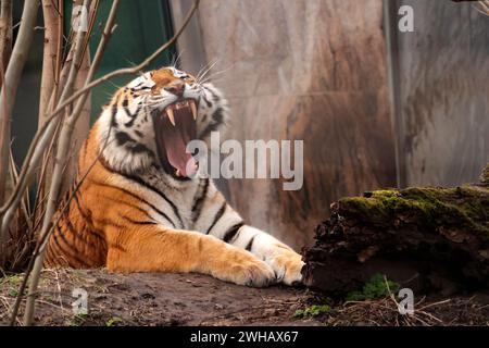 Der Tiger ist die größte lebende Katzenart. Er ist am meisten durch seine schwarzen Streifen auf orangefarbenem Pelz mit weißer Unterseite zu erkennen Stockfoto