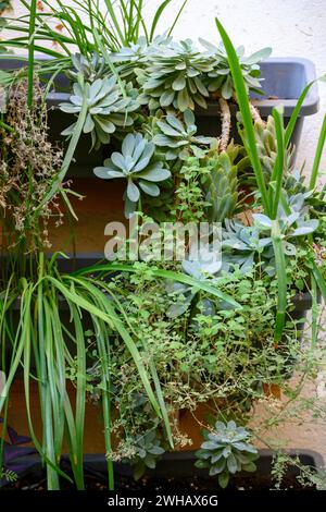 Vertikaler Garten. Topfpflanzen in vertikaler Anordnung an einer Wand mit Sukkulenten und Pflanzen Stockfoto