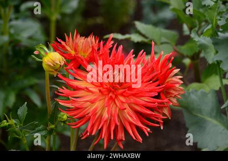 Einzelne gelbe/rote zweifarbige Halbkaktus Dahlia „Kenora Sunset“ Blume, die bei RHS Garden Harlow Carr, Harrogate, Yorkshire, England, Vereinigtes Königreich angebaut wird. Stockfoto