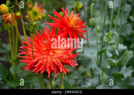 Einzelne gelbe/rote zweifarbige Halbkaktus Dahlia „Kenora Sunset“ Blume, die bei RHS Garden Harlow Carr, Harrogate, Yorkshire, England, Vereinigtes Königreich angebaut wird. Stockfoto