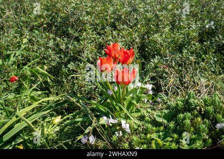 Tulipa agenensis ist eine bulbenbildende Staude. Die Blüten sind ziegelrot oder tiefrot mit schwarzen und gelben Markierungen in der Mitte mit grünem Stiel Stockfoto