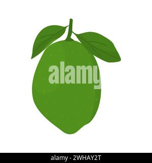 Bergamotte oder Schlüsselkalk Vektor botanische Illustration der ganzen Frucht mit grünen Blättern isoliert auf weißem Hintergrund. Kaffir Limette Zitrus Design für Kräuter Stock Vektor