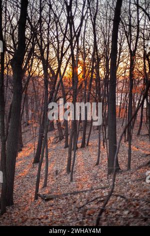 Die Sonnenstrahlen, die durch die Herbstbäume in den Wäldern scheinen Stockfoto