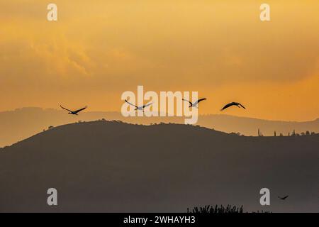 Grus grus (Grus grus) eine Herde im Flug bei Dämmerung dieser Vogel ist eine große Zugkranart, die in feuchten Wiesen und Sumpfgebieten lebt. Fotografiert Stockfoto