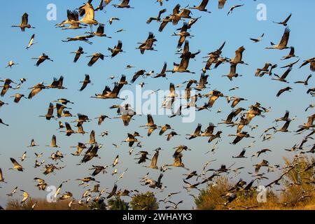 Grus grus (Grus grus) eine Herde im Flug dieser Vogel ist eine große Zugkranart, die in feuchten Wiesen und Sumpfgebieten lebt. Fotografiert in der h Stockfoto