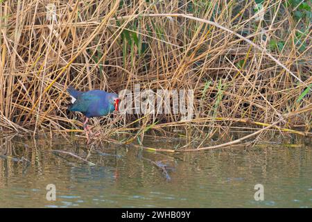 Der grauköpfige Sumpfer (Porphyrio poliocephalus) am Wasserrand mit Rohr- und Grashintergrund Stockfoto