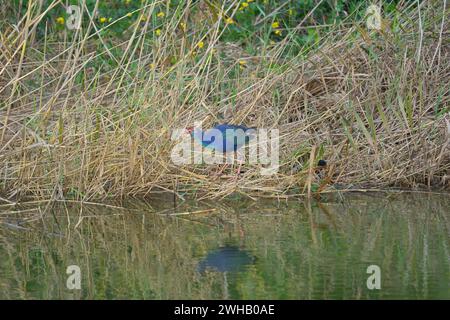 Der grauköpfige Sumpfer (Porphyrio poliocephalus) am Wasserrand mit Rohr- und Grashintergrund Stockfoto