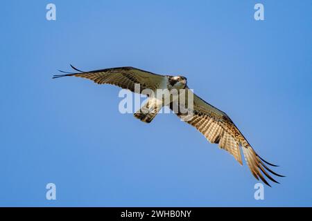 Der Fischadler oder genauer gesagt der westliche Fischadler (Pandion haliaetus) im Flug mit blauem Himmel Hintergrund, auch Seefalke, Flussfalke und Fische genannt Stockfoto