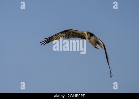 Der Fischadler oder genauer gesagt der westliche Fischadler (Pandion haliaetus) im Flug mit blauem Himmel Hintergrund, auch Seefalke, Flussfalke und Fische genannt Stockfoto