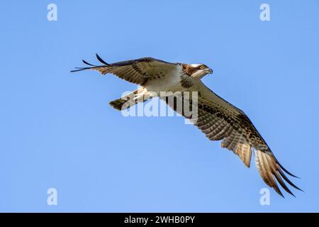 Der Fischadler oder genauer gesagt der westliche Fischadler (Pandion haliaetus) im Flug mit blauem Himmel Hintergrund, auch Seefalke, Flussfalke und Fische genannt Stockfoto