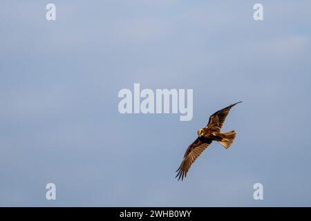 Westliche Marsh Harrier (Circus aeruginosus) im Flug mit blauem Himmel Hintergrund. Fotografiert im Karmel Berg, israel im Oktober Stockfoto