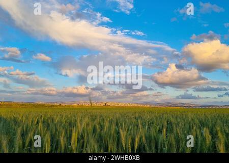 Reifendes Weizenfeld mit einem wunderschönen Wolkenlandschaft Hintergrund, fotografiert in Israel im März Stockfoto