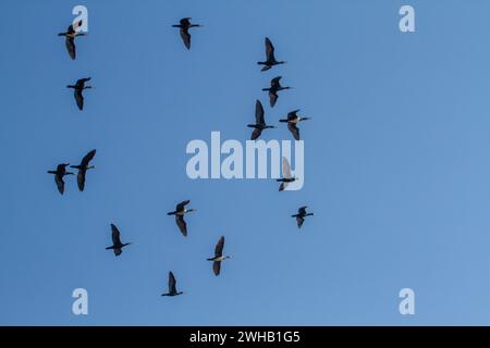 Herde von Großkormoran (Phalacrocorax carbo) Stockfoto