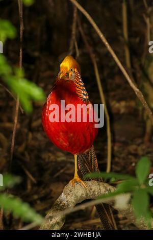 Der goldene Fasan, auch bekannt als der chinesische Fasan, und der Regenbogenfasan (Chrysolophus pictus) ist ein Gamebird der Ordnung Galliformes und der Familie Stockfoto