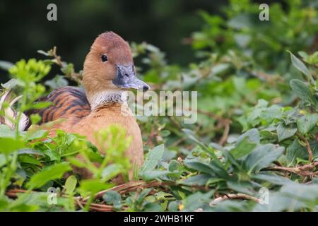 Vögelchen von eden, Freiflug Vogelschutzgebiet, Plettenberg Bay, Südafrika Stockfoto