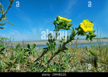 Es ist wie der Prairieweed (Potentilla fruticosa), aber die krautige Form. Asowschen Meer, Arabatskaja strelka. Salzgehalt Stockfoto