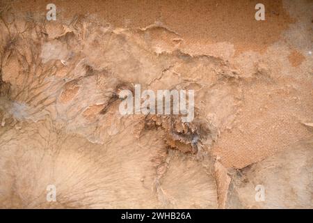 Schimmel wächst auf der Rückseite eines Schranks, der an der Außenseite einer nassen Badezimmerwand lag. Die Feuchtigkeit wurde durch ein undichtes Rohr verursacht. Die Mauer war Stockfoto