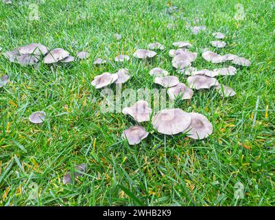 Pilzkrankheit auf Gras, schlechter Rasen. Pilzgruppe im grünen Gras Stockfoto