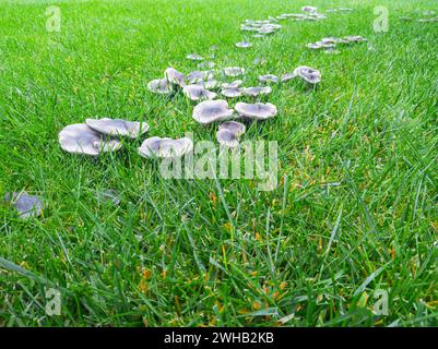 Pilzkrankheit auf Gras, schlechter Rasen. Pilzgruppe im grünen Gras Stockfoto