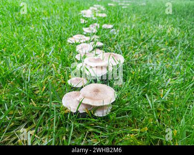 Pilzkrankheit auf Gras, schlechter Rasen. Pilzgruppe im grünen Gras Stockfoto