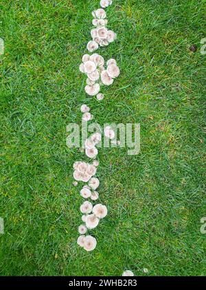 Pilzkrankheit auf Gras, schlechter Rasen. Pilzgruppe im grünen Gras Stockfoto