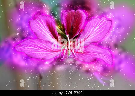 Digitales Bild eines blühenden Bauhinia variegata-Baumes aus der Leguminosenfamilie Fabaceae, Stockfoto