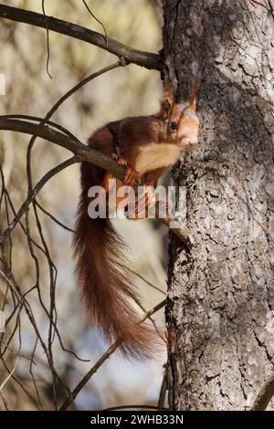 Das rote Eichhörnchen (Sciurus vulgaris) sitzt auf einem Kiefernzweig. Alcoi, Spanien Stockfoto