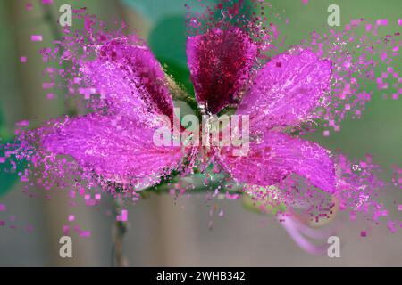 Digitales Bild eines blühenden Bauhinia variegata-Baumes aus der Leguminosenfamilie Fabaceae, Stockfoto