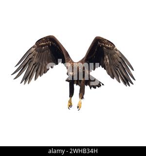 Raubvögel Weißschwanzadler isoliert auf weißem Hintergrund fliegender Vogel Stockfoto