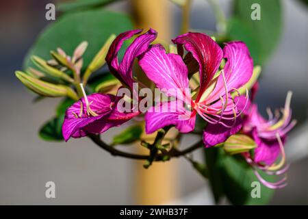 Bauhinia variegata ist eine Art blühender Pflanze aus der Familie der Hülsenfrüchte Fabaceae, gebräuchliche Namen sind Orchideenbaum und Bergebonie Stockfoto