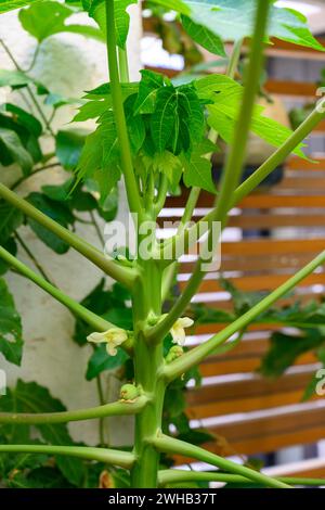 Nahaufnahme einer weiblichen Blüte eines Papaya-Baumes (Carica Papaya) Stockfoto