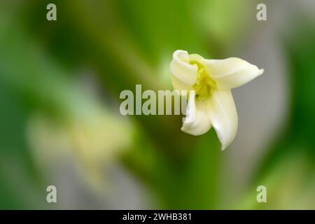 Nahaufnahme einer weiblichen Blüte eines Papaya-Baumes (Carica Papaya) Stockfoto