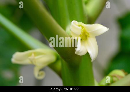 Nahaufnahme einer weiblichen Blüte eines Papaya-Baumes (Carica Papaya) Stockfoto