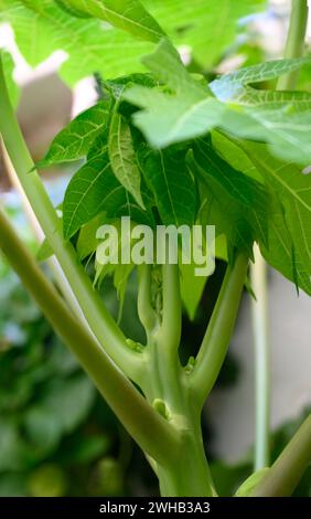 Nahaufnahme einer weiblichen Blüte eines Papaya-Baumes (Carica Papaya) Stockfoto