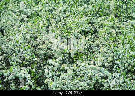Schwarzdorn (Prunus spinosa) thornbusch. Waldsteppe mit blühenden Wildobsthühlen. Art der Biocenose nahe der natürlichen Ursteppe. Rostow Re Stockfoto