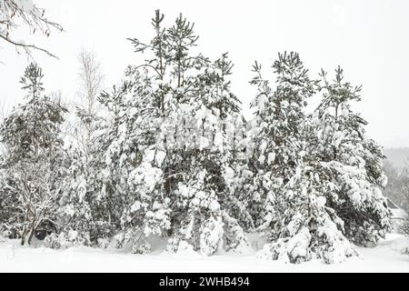 Wald nach starkem Schneefall. Winterlandschaft. Tag im Winterwald mit frisch gefallenem Schnee Stockfoto